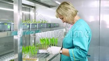 实验室工作人员回顾在土壤中生长的绿色嫩芽，放在小盒子里，放在特殊房间的架子上，放在实验室里